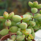 Crassula rupestris monticola