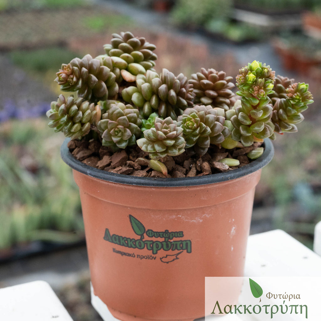 sedum little gem succulent Cremnosedum little gem – Cyprus Cactus
