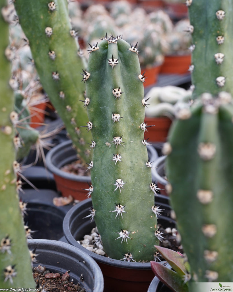 Eriocereus jusbertii Cyprus Cactus