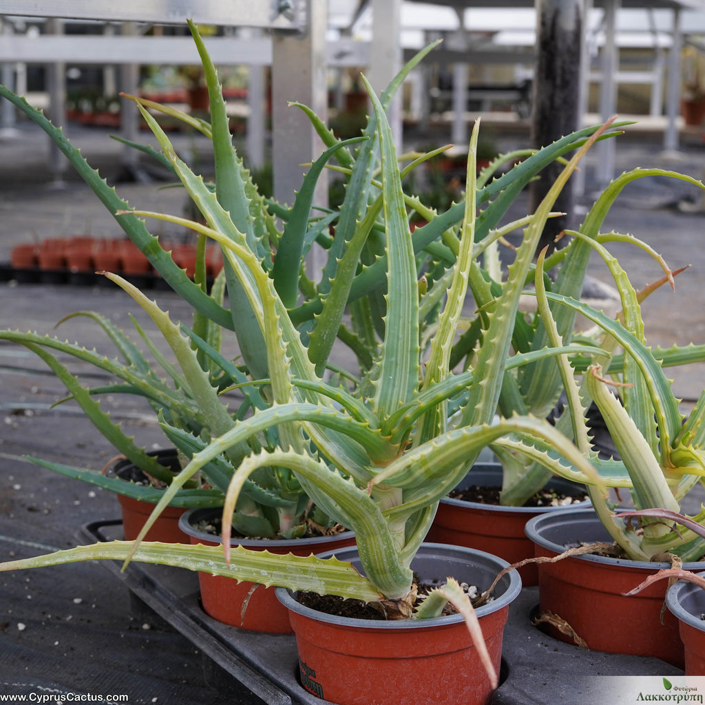 Aloe arborescens variegated – Cyprus Cactus