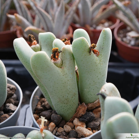 Conophytum frutescens