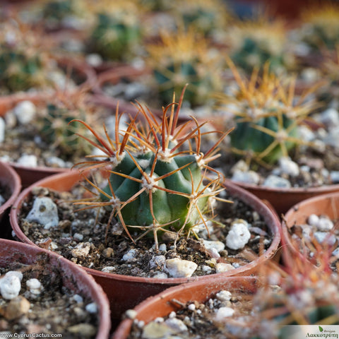 Ferocactus chrysacanthus rubrispinus