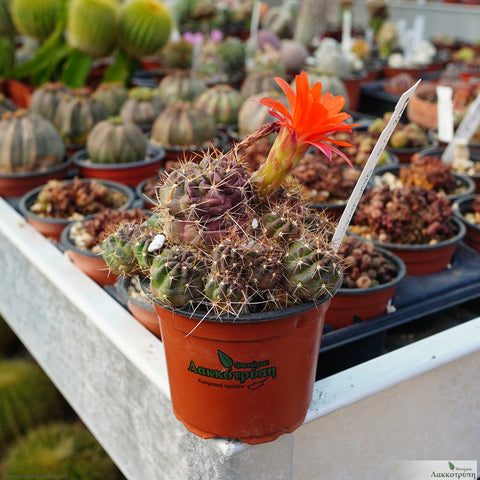 Echinopsis pentlandii