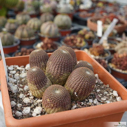 Echinopsis famatimensis