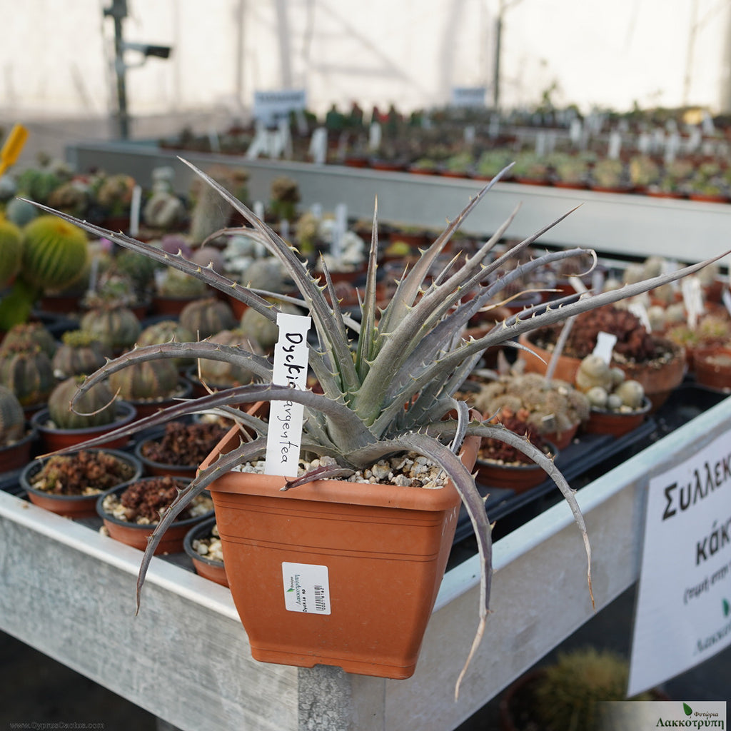 Dyckia argentea – Cyprus Cactus