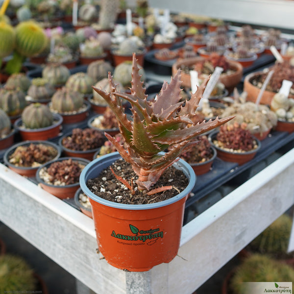 Aloe morogoroens Cyprus Cactus