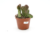Stapelia leendertziae cristate