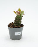 Monadenium ritchiei