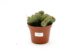 Euphorbia horrida cristate