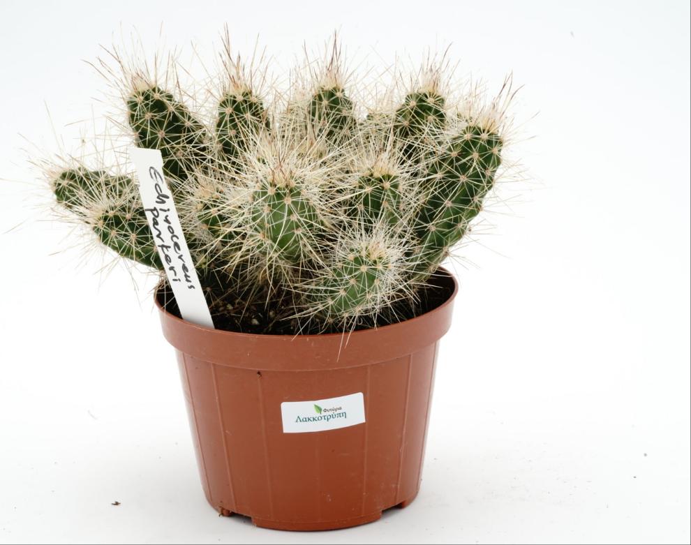Echinocereus parkeri – Cyprus Cactus