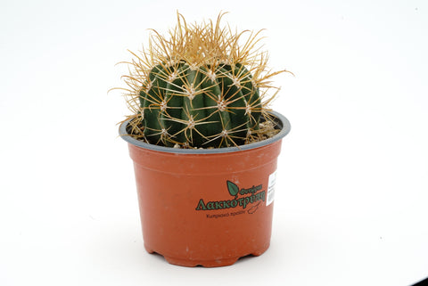 Ferocactus chrysacanthus