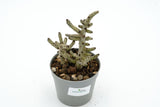 Tylecodon buchholzianus