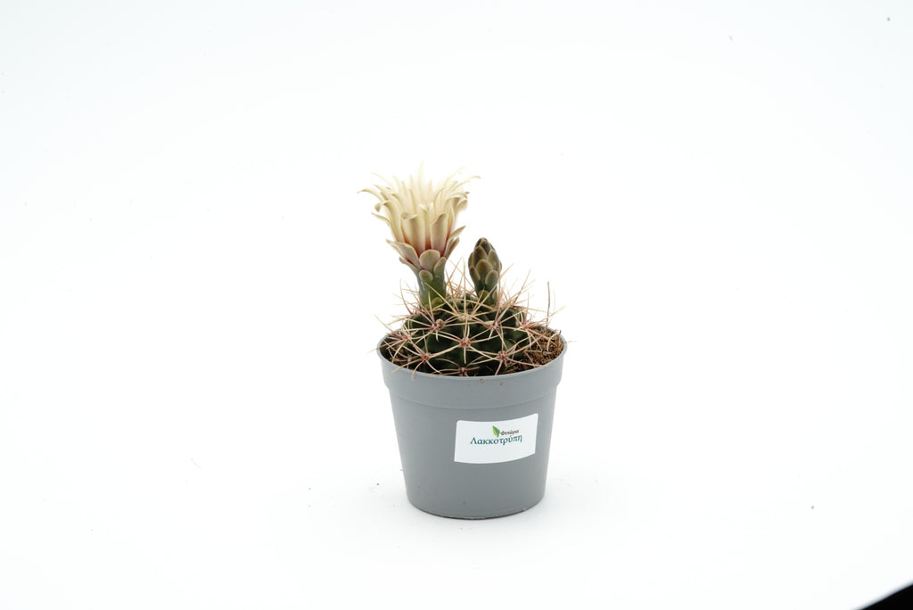 Gymnocalycium gaponii – Cyprus Cactus