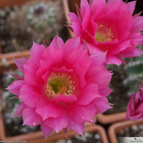 Echinopsis hybrid