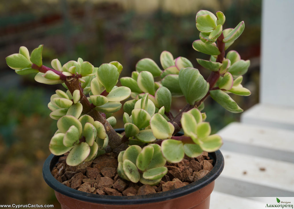 portulacaria afra variegata mediopicta Portulacaria afra mediopicta – Cyprus Cactus