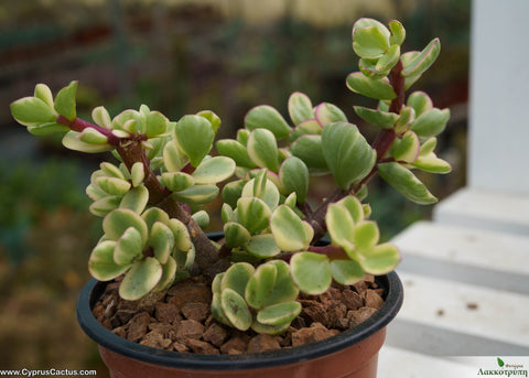 portulacaria afra medio picta Portulacaria afra mediopicta – Cyprus Cactus