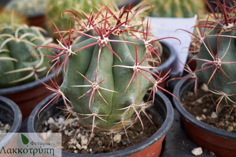 Ferocactus gracilis