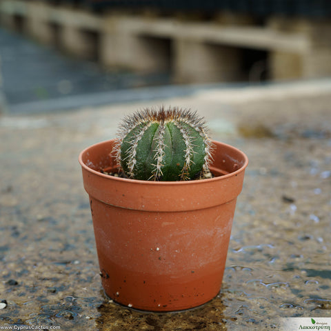 Uebelmannia pectinifera