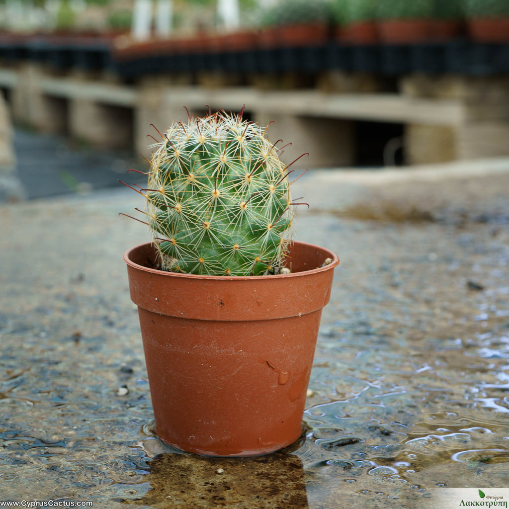 mammillaria meridiorosei Mammillaria meridiorosei – Cyprus Cactus