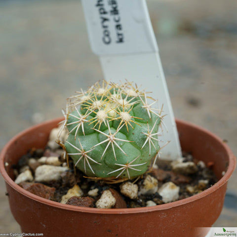 Coryphantha kracikii