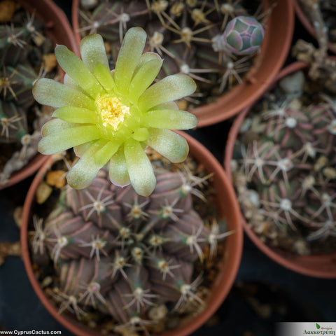 Gymnocalycium mihanovichii Stenogonum