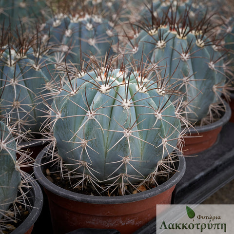 Melocactus azureus