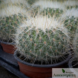 Thelocactus macdowellii