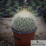 Thelocactus macdowellii