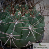 Gymnocalycium saglionis