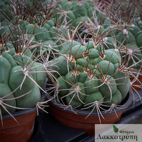 Gymnocalycium saglionis