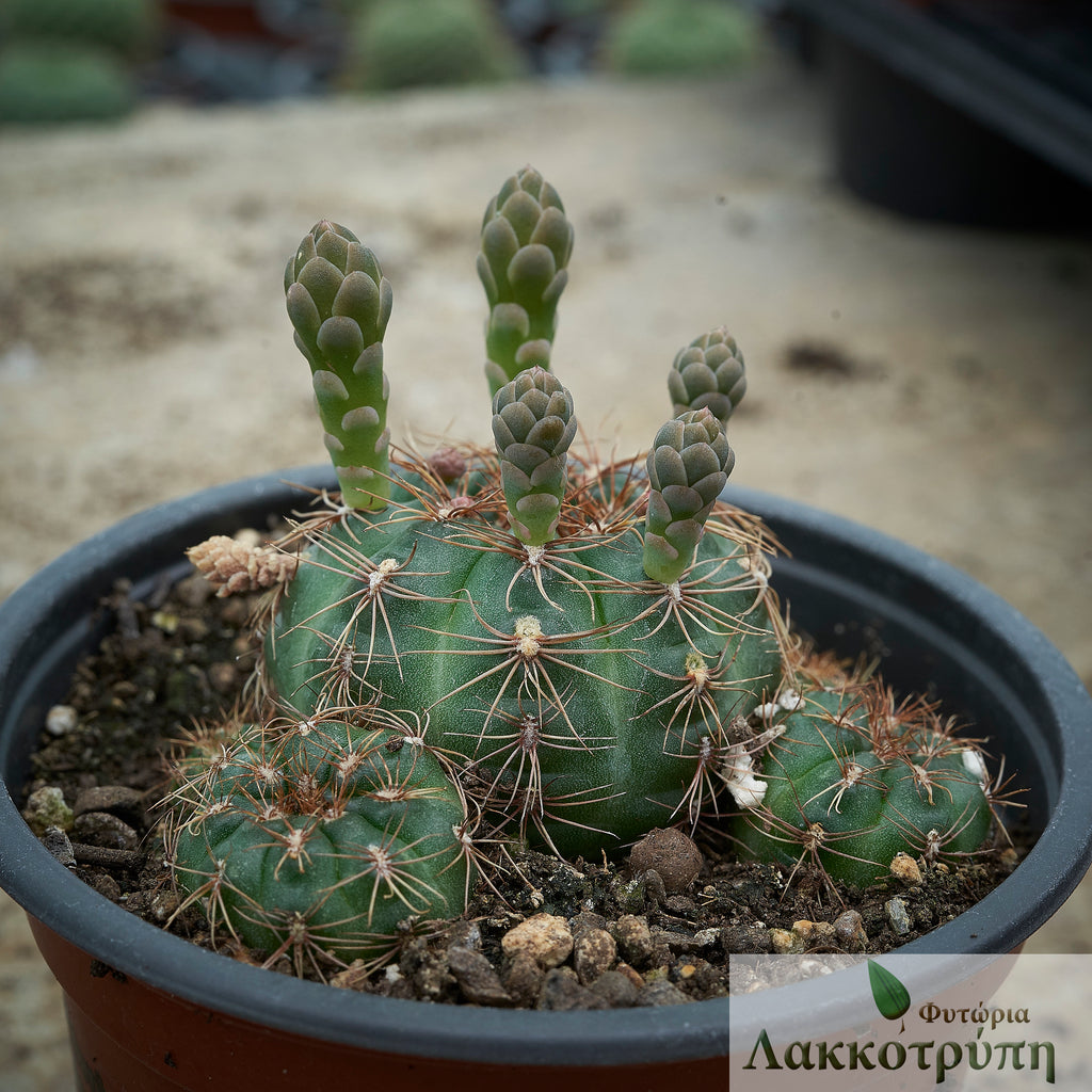 Gymnocalycium mesopotamicum – Cyprus Cactus