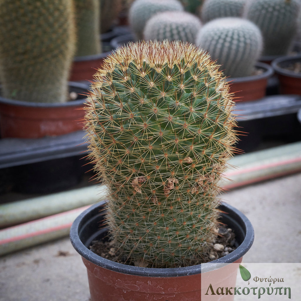 Mammillaria backebergiana – Cyprus Cactus