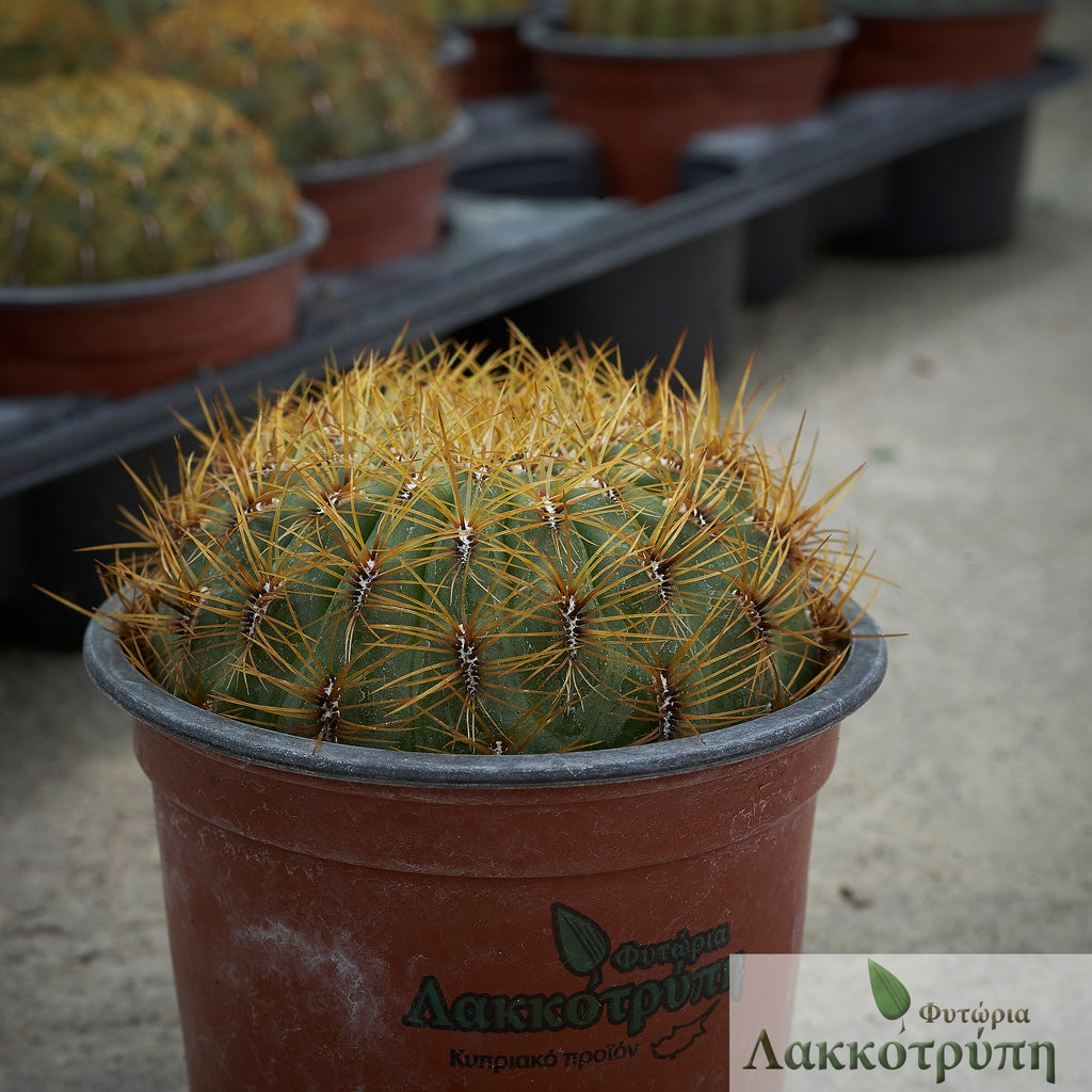 oroya kaktus Oroya peruviana – Cyprus Cactus
