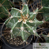 Astrophytum ornatum
