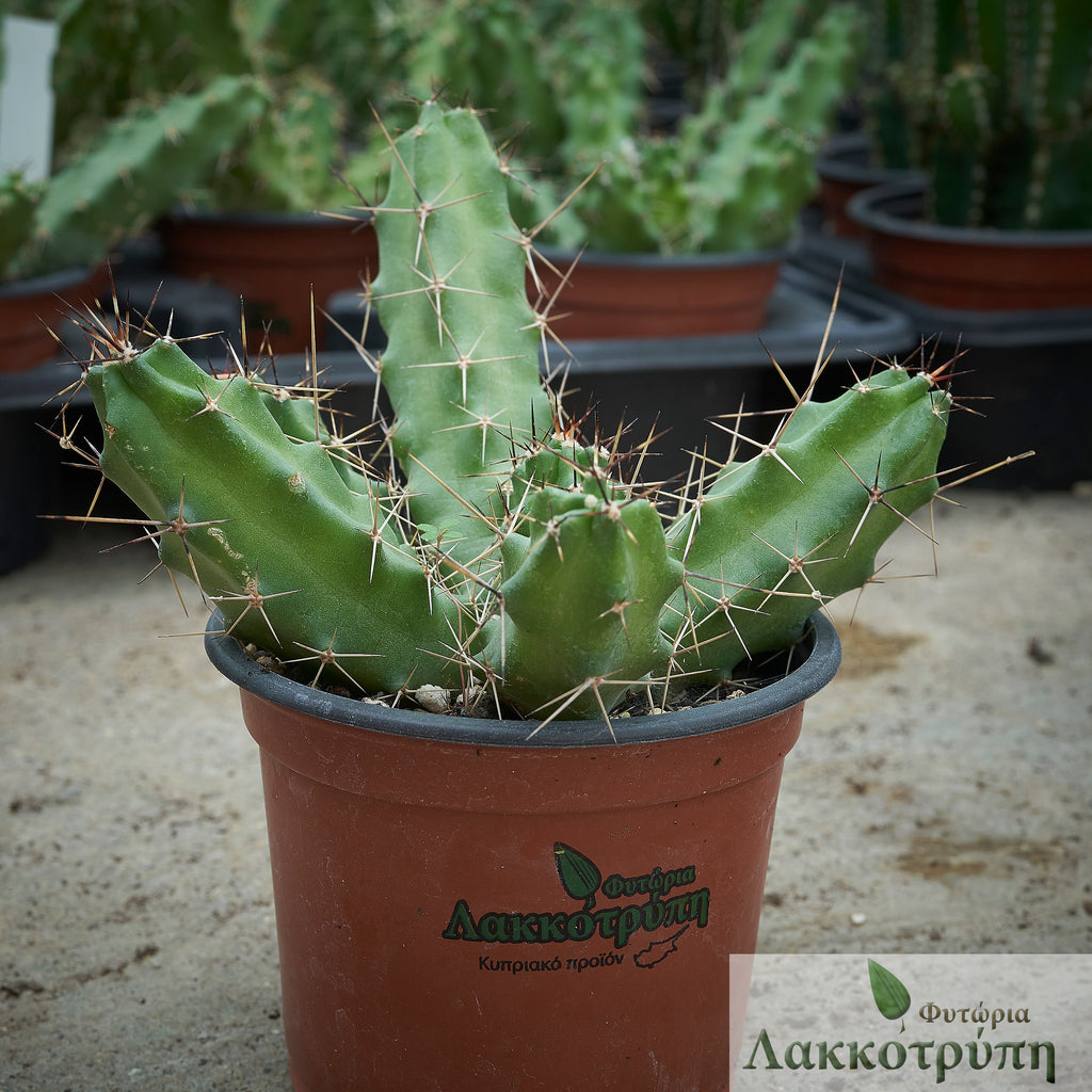 Echinocereus pentalophus – Cyprus Cactus