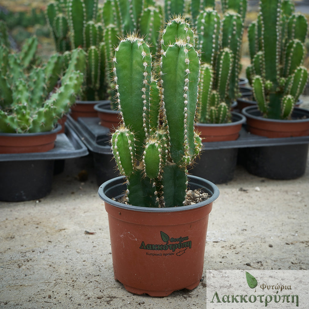 san pedro cactus in florida Cereus florida – Cyprus Cactus