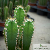 Cereus florida