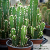 Cereus florida