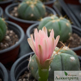 Gymnocalycium horstii