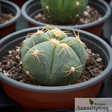 Gymnocalycium horstii