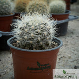 Neoporteria nidus gerocephala