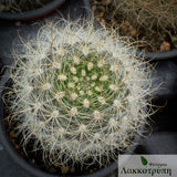 Neoporteria nidus gerocephala
