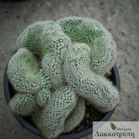 Mammillaria matudae cristata 