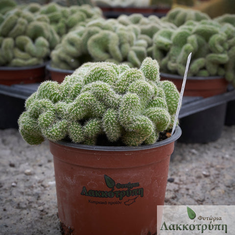 Chamaecereus silvestrii cristata