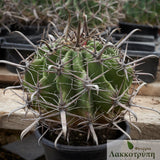 Ferocactus herrerae