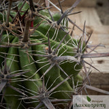 Ferocactus herrerae