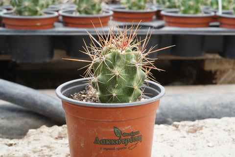 Ferocactus robustus