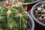 Ferocactus robustus