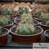 Ferocactus macrodiscus