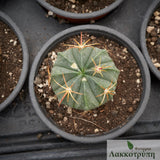 Ferocactus macrodiscus